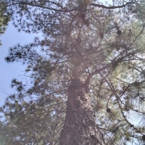 Pinus