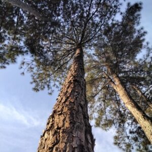 Pinus