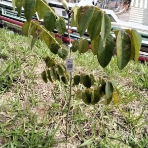 Jacarandá-bico-de-pato