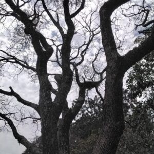 Jacarandá-bico-de-pato