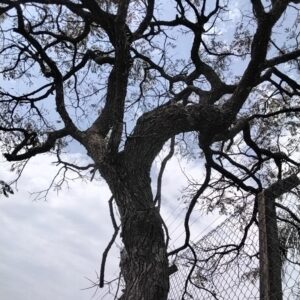 Jacarandá-bico-de-pato