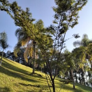 Jacarandá-da-baía